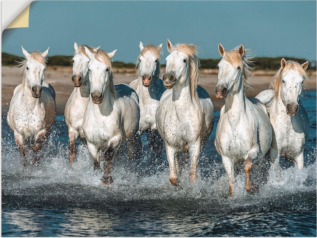 ARTland Wandbild, selbstklebend Camargue Pferde galoppieren am Strand Größe: 60x45 cm