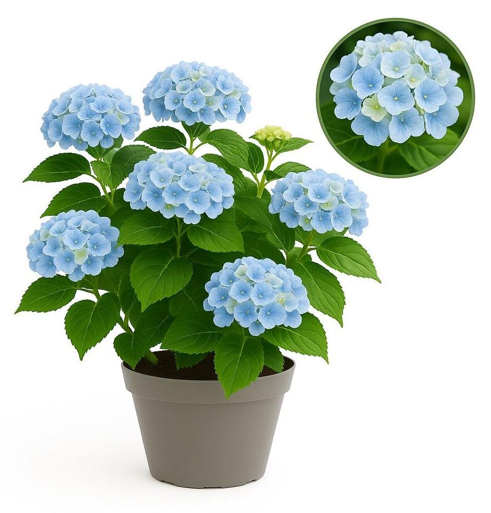 Exotenherz - Hortensia - Hydrangea Magical Revolution Blue - Blau - 6-10 Blühten - 23cm Topf