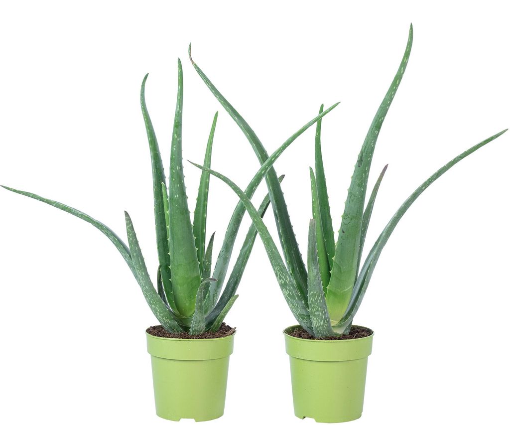 2er-Set Echte Aloe - pflegeleichte Zimmerpflanze, Aloe vera Produktbild 