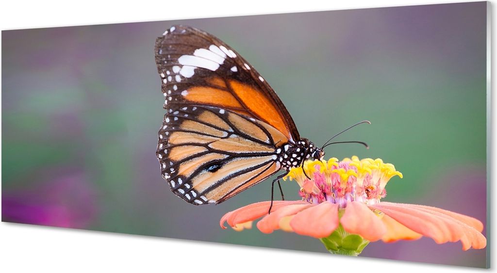 Glasbilder 125x50 Wandkunst Bunter Schmetterling Blume