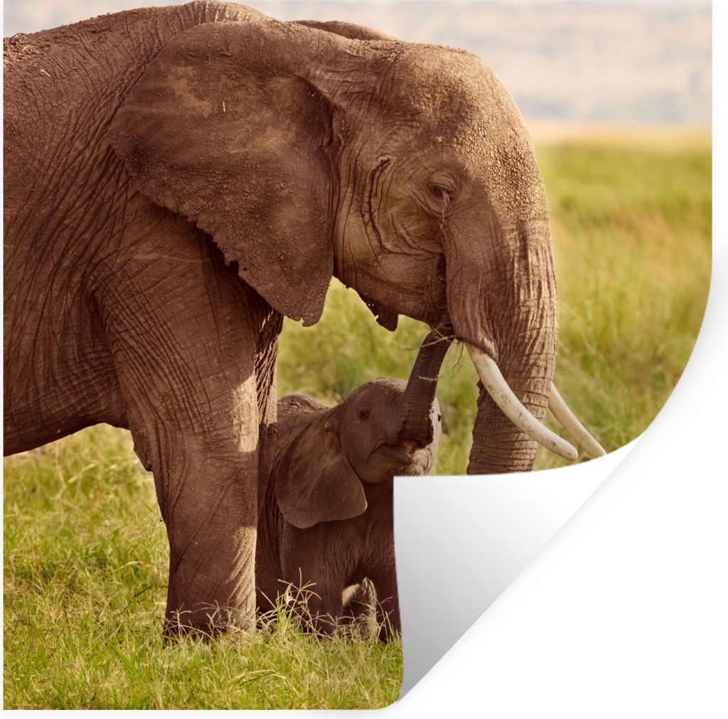 MuchoWow Wandtattoo Wandsticker Wandaufkleber Elefant - Gras - Jung - Rüssel 100x100 cm Selbstklebend und Repositionierbar - Wierderverwendbar -...