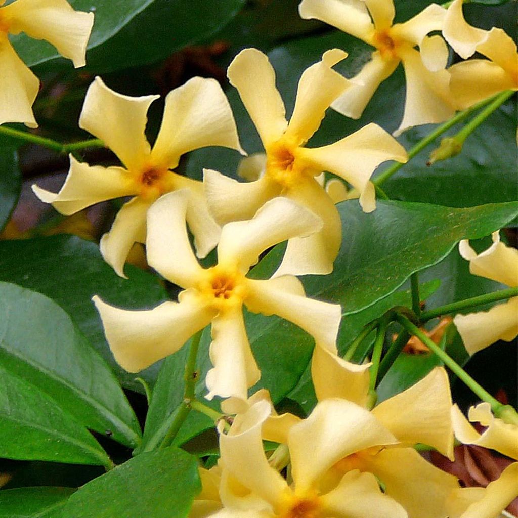 2er-Set - Trachelospermum Jasminoides - Toskanischer Jasmin - Gelb - Kletterpflanzen - Gartenpflanzen - Winterhart - Immergrün - 50-70 cm - Topf 1...