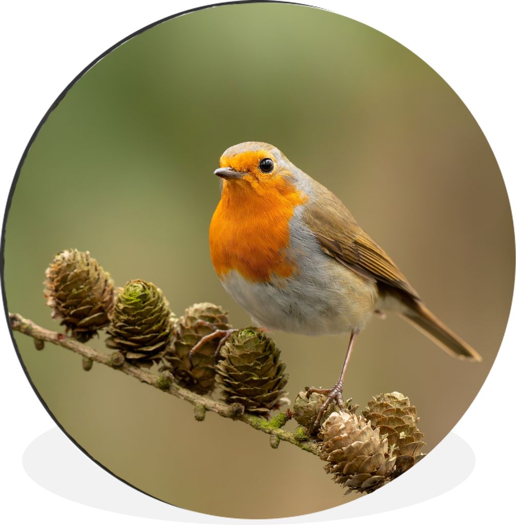 MuchoWow Aluminium Wandkreis Vogel - Rotkehlchen - Tannenzapfen - Zweig - Herbst Ø 90 cm Wanddeko Modern Wohnzimmer - Mauerkreis - Wandbilder - ...
