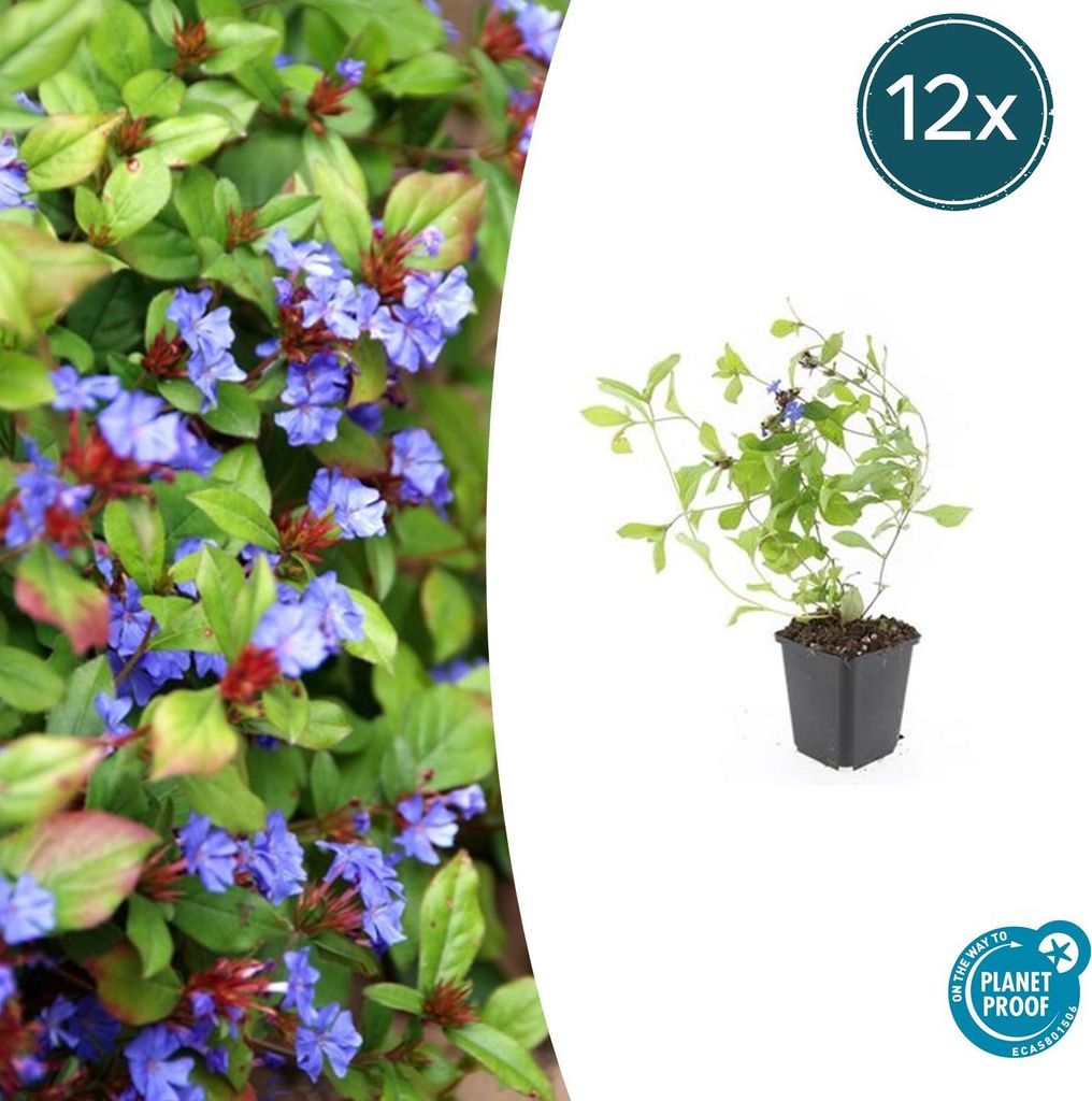 Pôdny krytinový materiál - Ceratostigma plumbaginoides - Obrázok produktu 