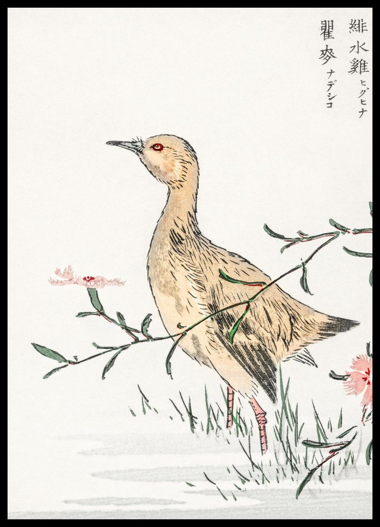 Plakat 50x70cm Rotschenkel, Japanische Kashu Vintage für das Wohnzimmer