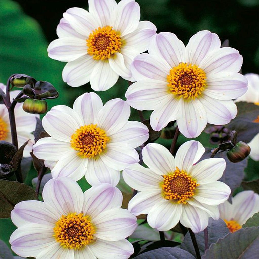 Tmavozelená dahlia Bishop Of Dover 1 kus Sadenice dahlia Obrázok produktu 