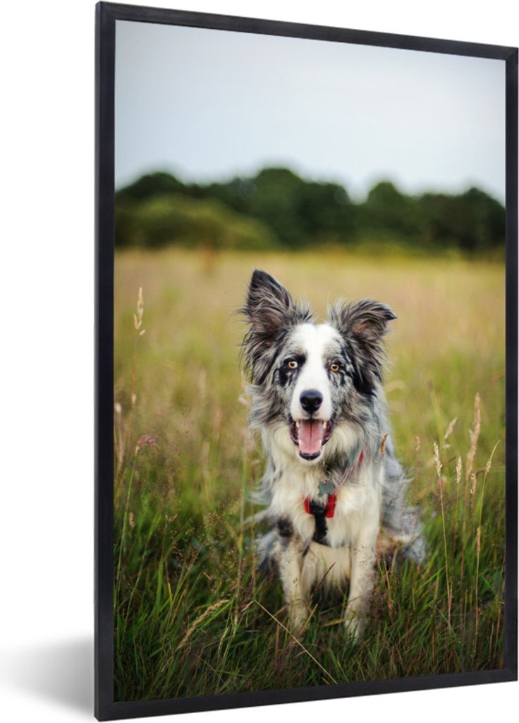 MuchoWow MuchoWow Gerahmtes Poster Border Collie im Gras liegend 40x60 cm - Poster mit zchwarzem Bilderrahmen - Papierdruck - Wandbilder