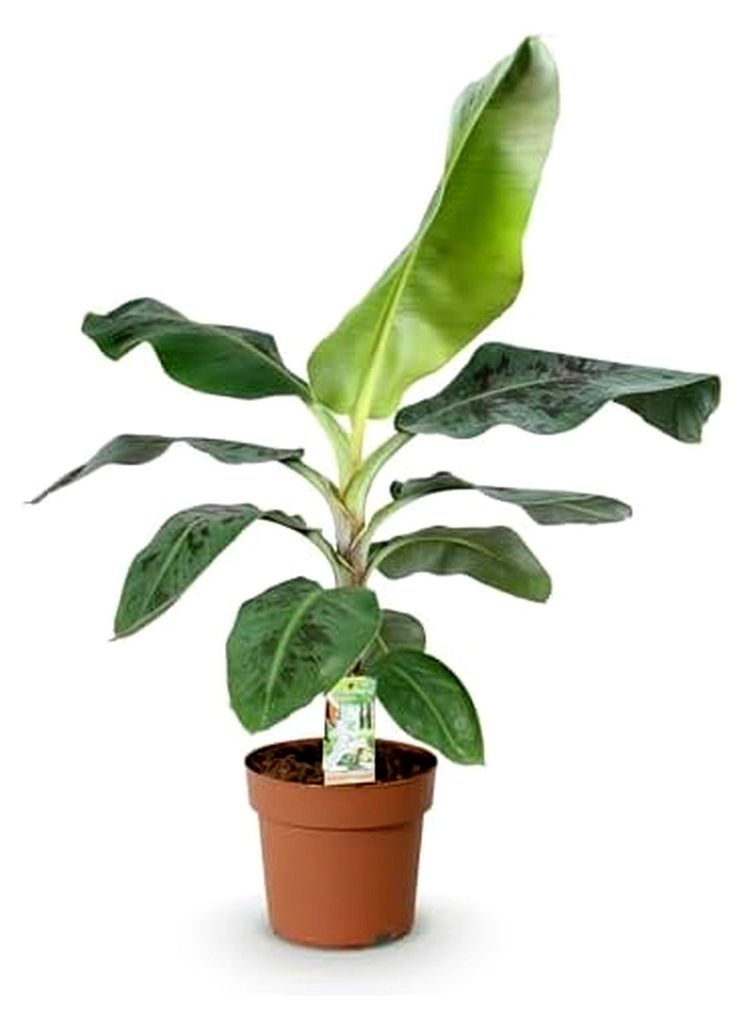 Zimmerpflanzen - Musa acuminata Dwarf Cavendisch - Bananenpflanze - Pflegeleicht - Grün - 1 Pflanze - Topf 21cm - Höhe 70-75cm