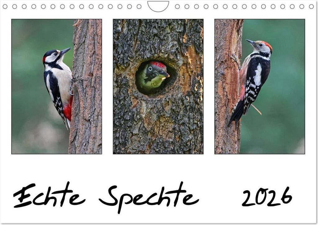 Echte Spechte (Wandkalender 2026 DIN A4 quer), CALVENDO Monatskalender