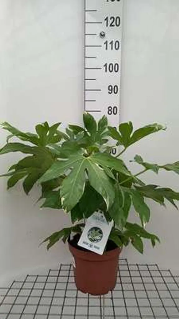 Fatsia japonica Variegata - Aralia du Japon bicolore en pot de 60 cm