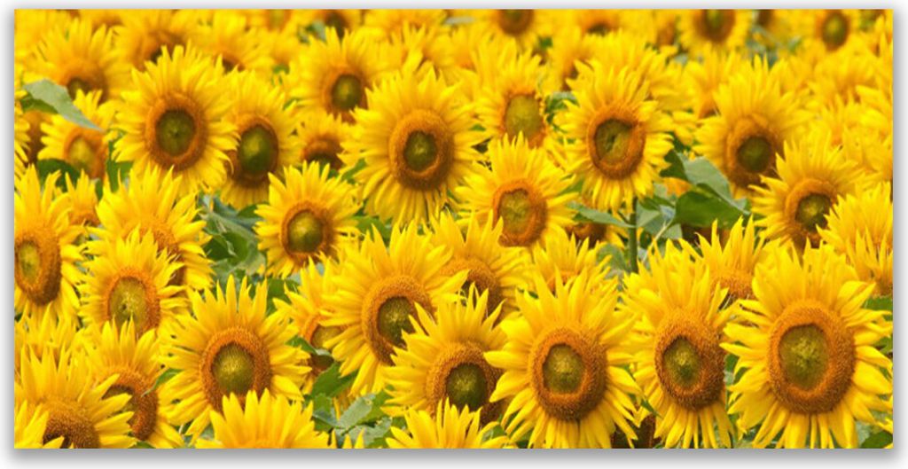 Tulup Leinwand-Bilder 120x60 Wandbild Canvas Kunstdruck Sonnenblumen Pflanzen