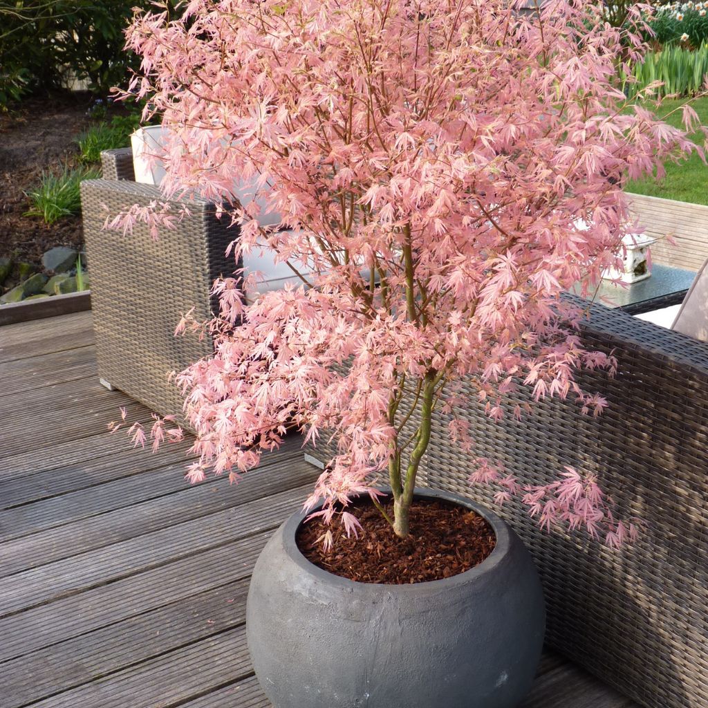 Japonský javor - Acer palmatum 'Taylor' - Výška 50-60cm - Obrázok produktu 5