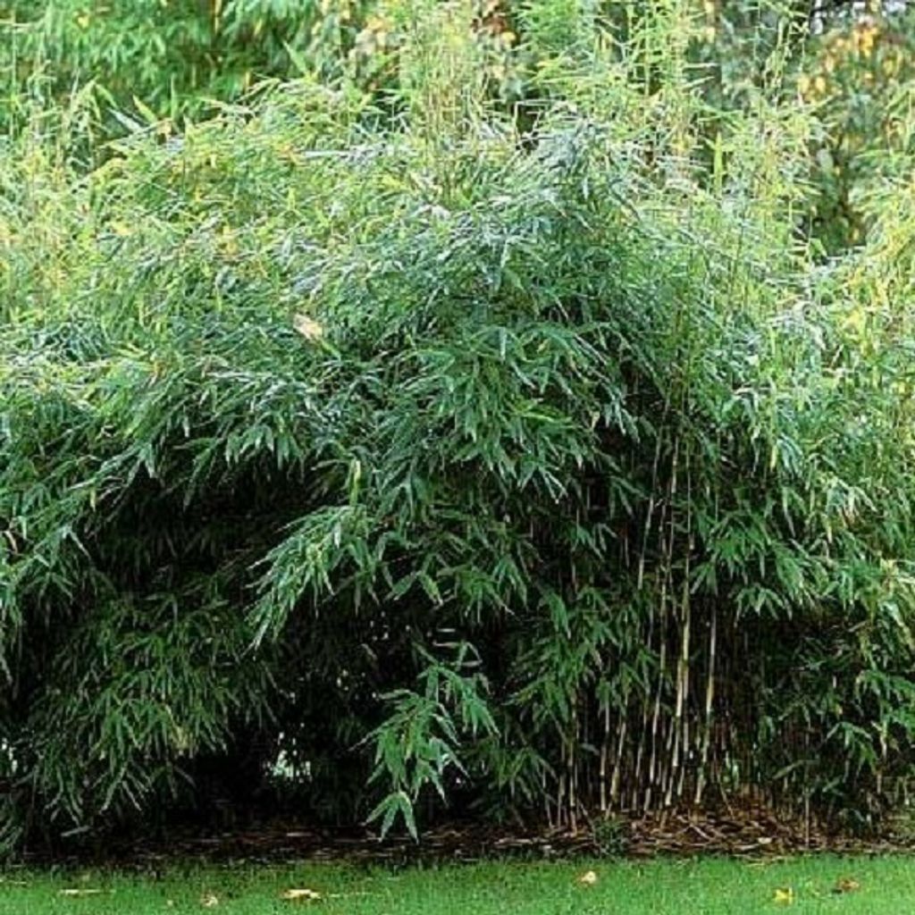 Gartenbambus - Fargesia murieliae 'Jumbo' | 60- 80 cm in Container