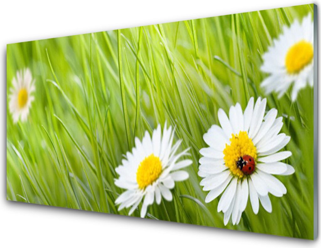 Acrylglasbilder 100x50 Wandbild Druck Gras Gänseblümchen Produktbild 
