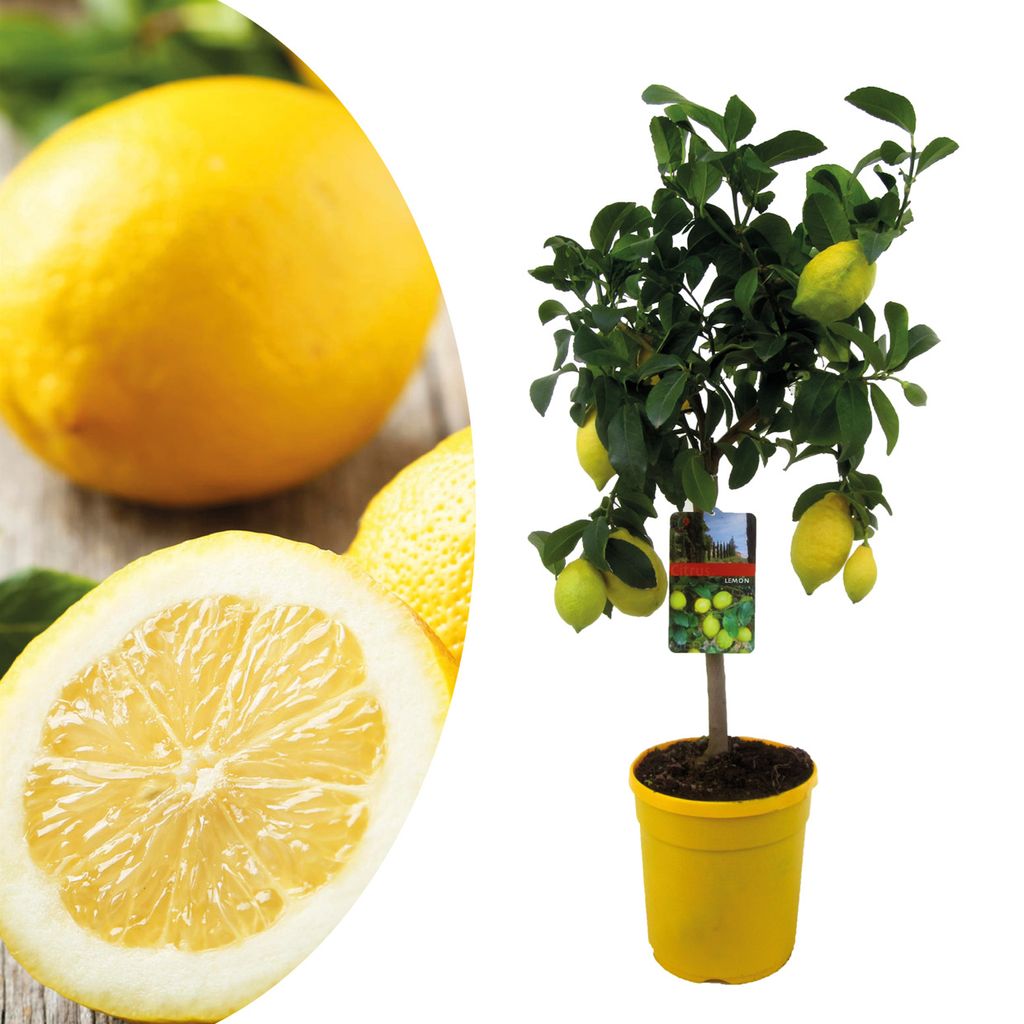 Plant in a Box Citrus Limon Zitronenbaum Kaufland.de