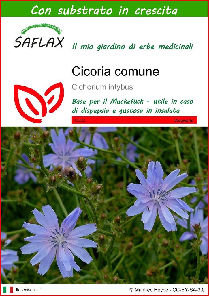 SAFLAX  - Cicoria comune - 250 semi - Con substrato - Immagine del prodotto 