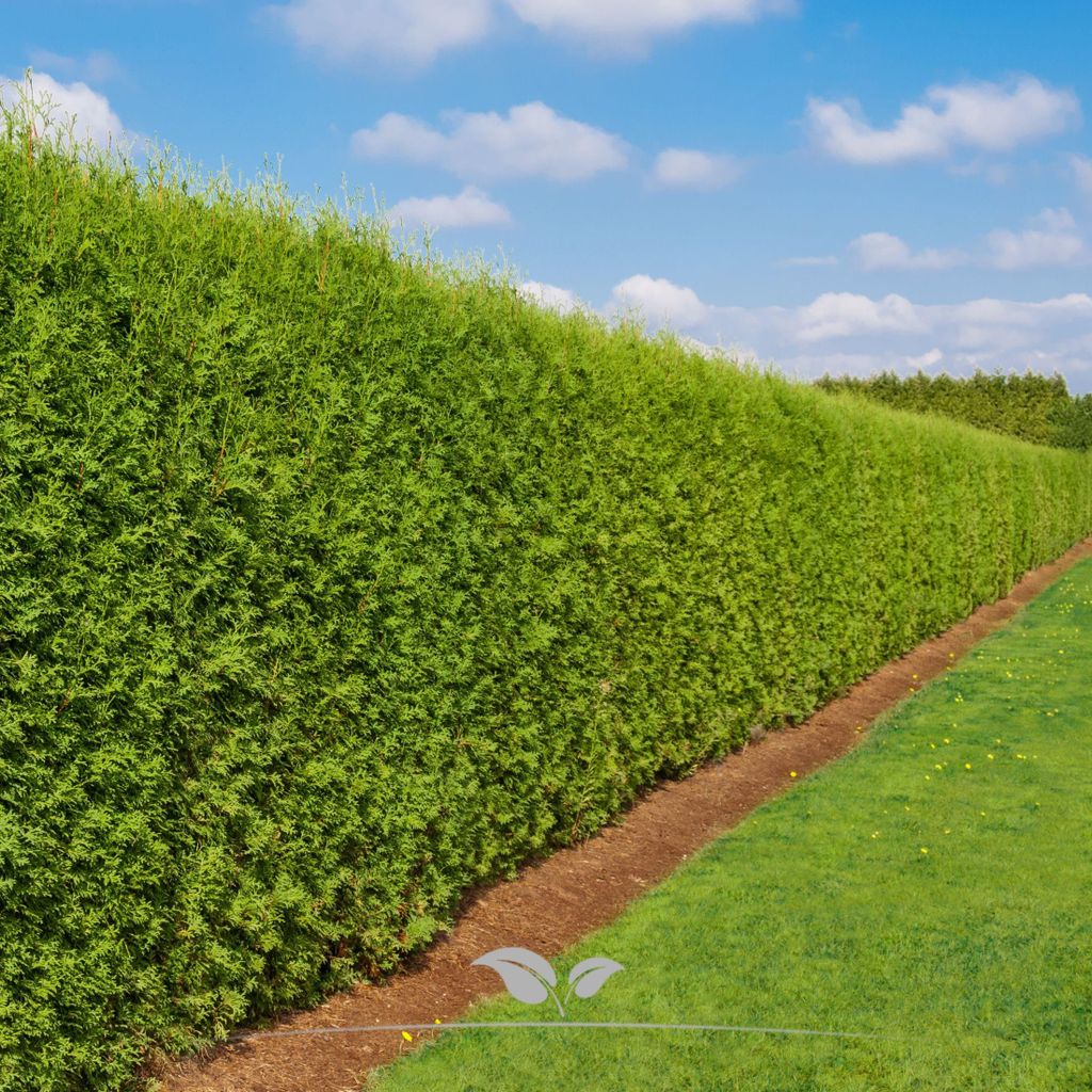 Lebensbaum Thuja Brabant 180-200 cm, 5x Heckenpflanze Produktbild 