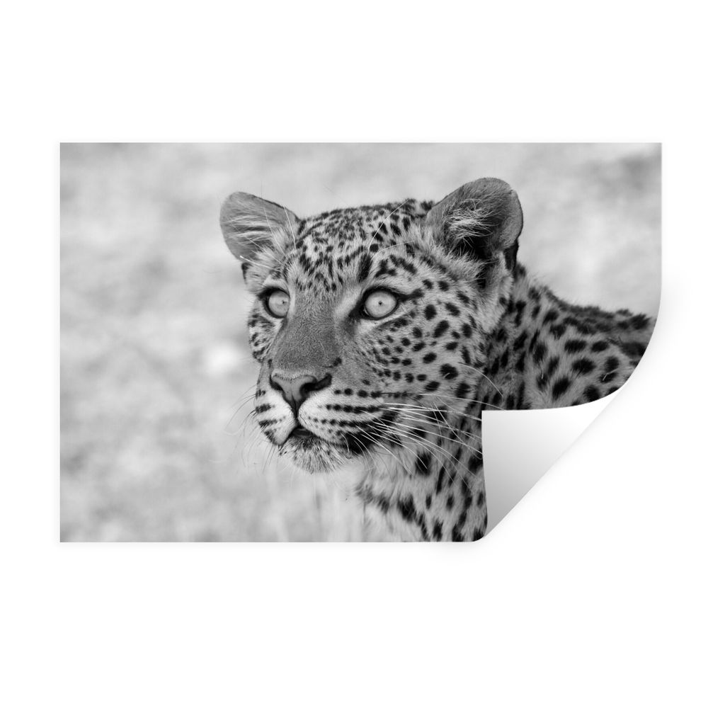 MuchoWow Wandtattoo Wandsticker Wandaufkleber Porträtfoto - Leopard - schwarz und weiß 30x20 cm Selbstklebend und Repositionierbar - Wierderver...