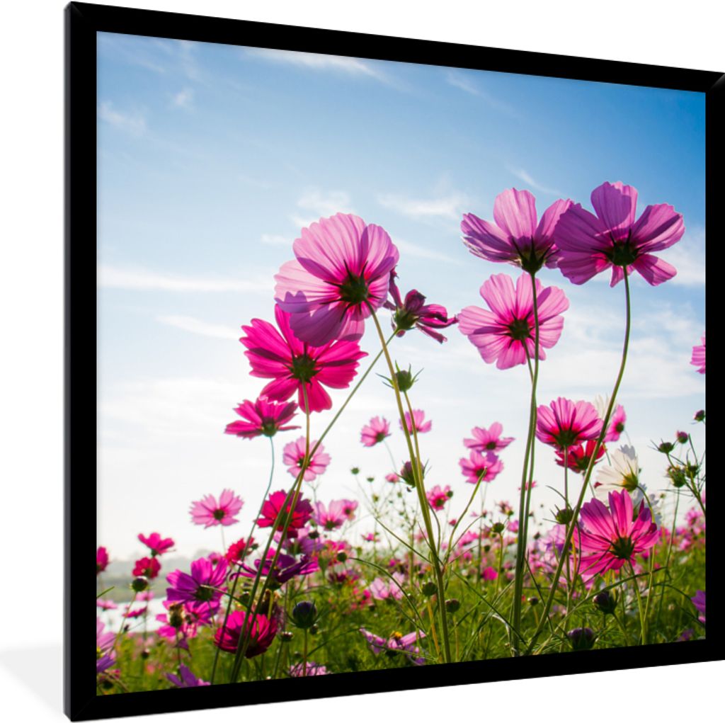 MuchoWow Gerahmtes Poster Blumen - Rosa - Cosmea 40x40 cm - Poster mit Schwarzem Bilderrahmen Wandposter Rahmen Foto Bilder - Mit Rahmen - Wandde...