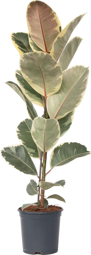 Figowiec sprężysty - Ficus Elastica 'Tineke' - Wysokość Zdjęcie produktu 