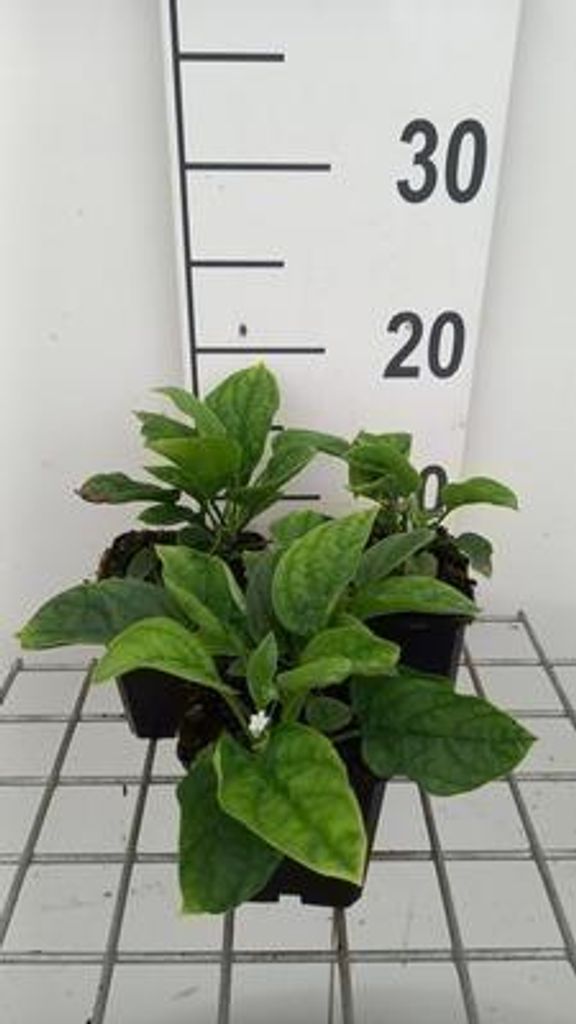 6 x Omphalodes verna 'Alba' - Omphalodes - Topf 9 x 9 cm