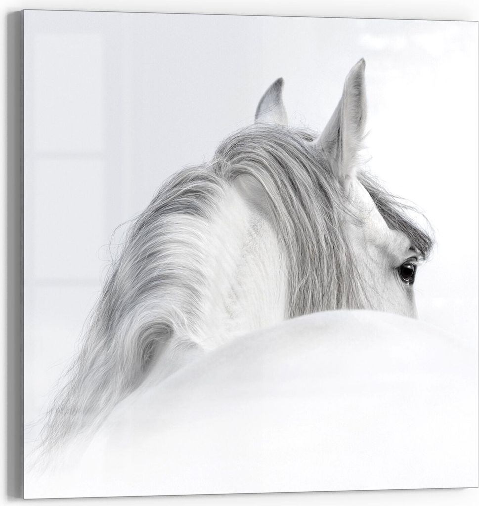 DEQORI Magnettafel Glas 50x50 cm 'Andalusisches Pferd' beschreibbar Whiteboard