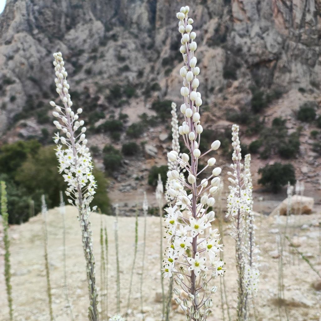 Meerzwiebel (Drimia maritima) - 10 Samen