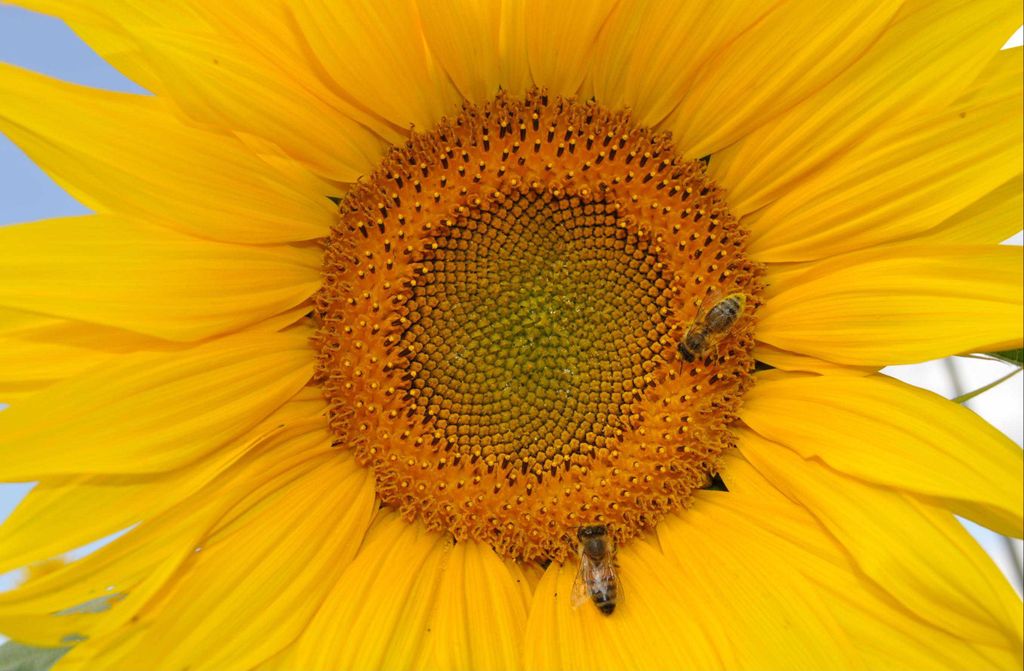 hansepuzzle 15409 - Sonnenblume Puzzle, 500 Teile, Natur, 46,0 x 30,0cm mit hochwertiger Aufbewahrung, Kartonbox und wiederverschließbarem Beutel