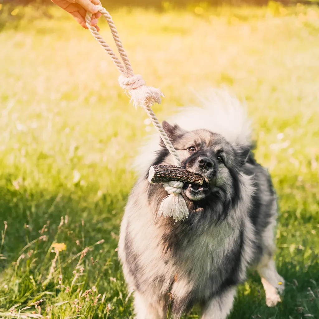 Offerta RF-DEER Corda Corna di Cervo Cani - Gioco Durevole 60cm - 7