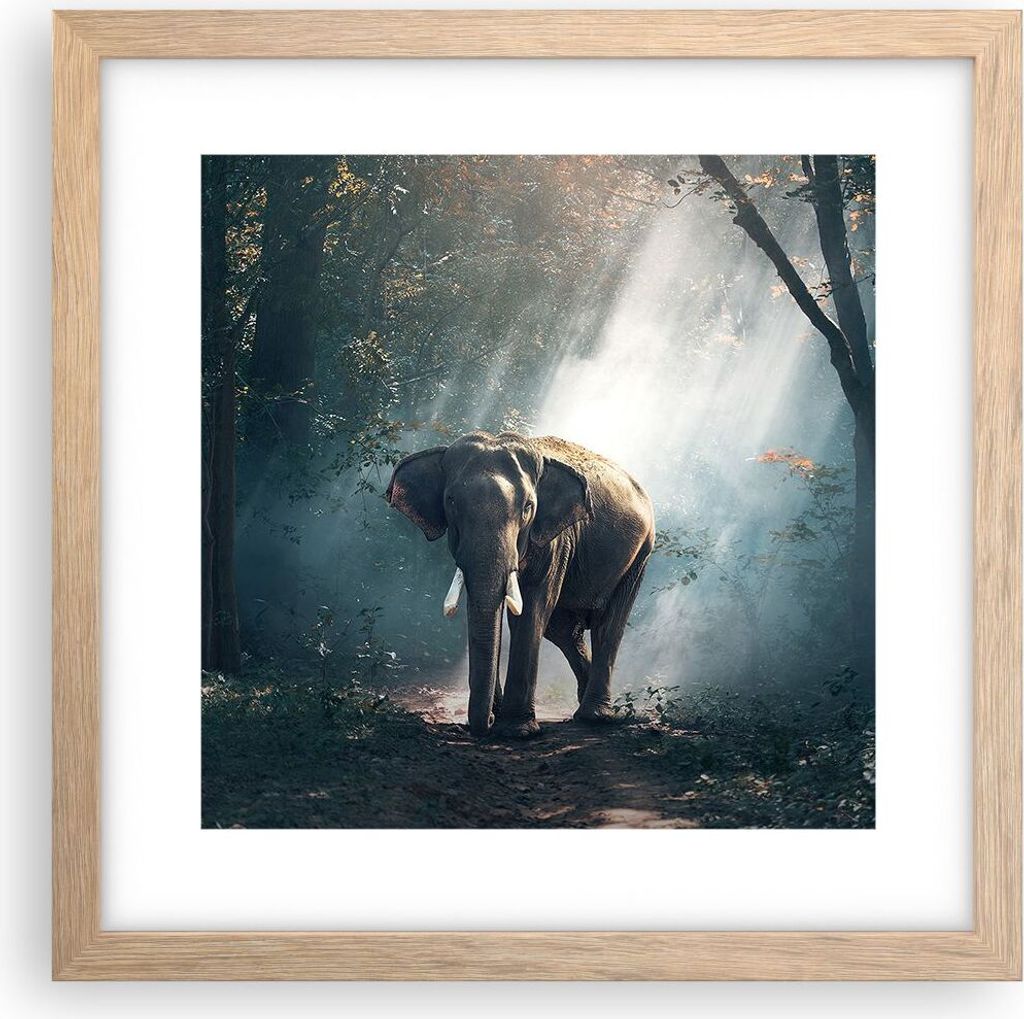 Gerahmtes Poster - Rahmen in heller Eiche - elefant natur - 30x30 cm - Wand Bild - Wanddeko - Wandbilder - Kunstposter - Wandposter - Bilderrahmen ...