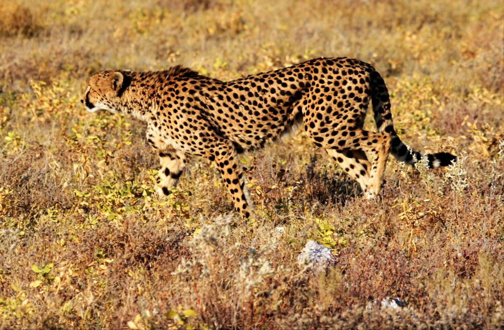 hansepuzzle 77144 - Gepard Puzzle, 500 Teile, Tierwelt, 46,0 x 30,0cm mit hochwertiger Aufbewahrung, Kartonbox und wiederverschließbarem Beutel