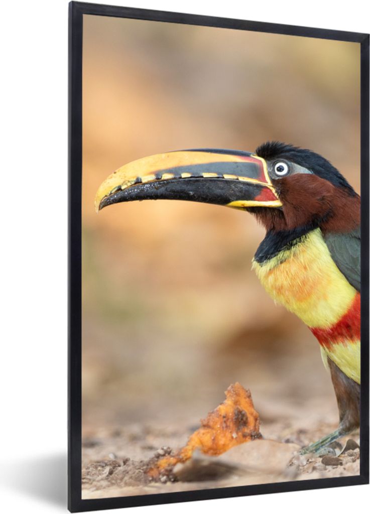 MuchoWow Gerahmtes Poster Vogel - Tukan - Federn - Natur 20x30 cm - Poster mit Schwarzem Bilderrahmen Wandposter Rahmen Foto Bilder - Drucken - B...