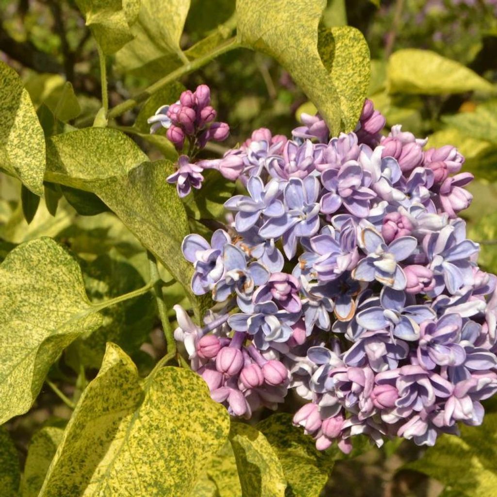 Set mit 3 Fliedern – Syringa vulgaris „Aucubaefolia“ – Fliederblüte – 9 cm Topf