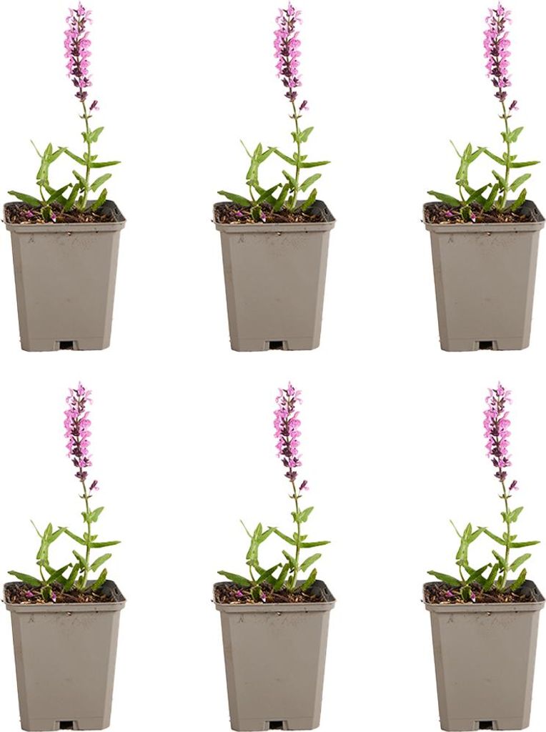 6x Salvia nem. Sensation Deep Rose P9 H20