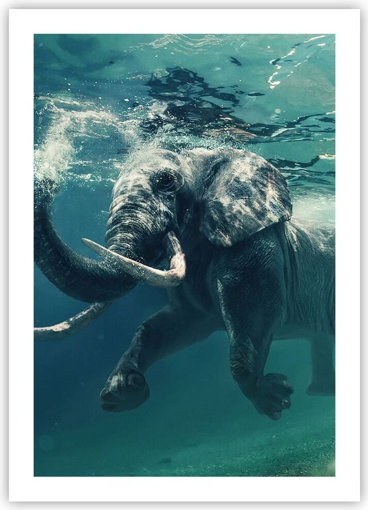 Poster - Poster ohne Rahmen - Elefant Tier Wasser - 50x70 cm - Wand Bild - Wanddeko - Wandbilder - Kunstposter - Wandposter - Bilder - Kunstdruck -...