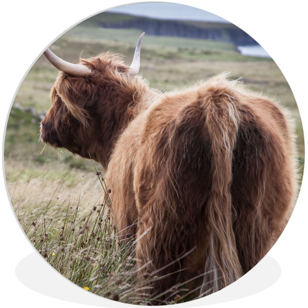 MuchoWow Rundes Wandbild - Runde Bilder Schottische Highlander - Natur - Meer Ø 60 cm Kreis Wanddekoration Kunststoff - Wandkreis - Wandschmuck ...