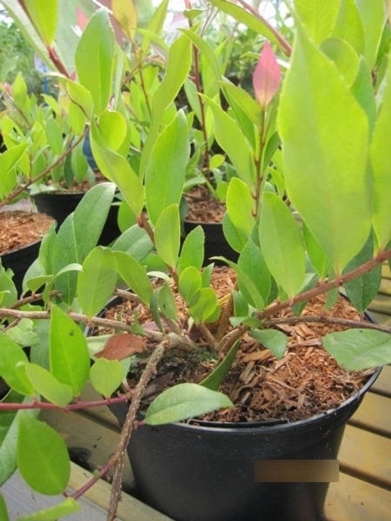 Myrsine semiserrata - Blaubeermyrte - 25-30 cm