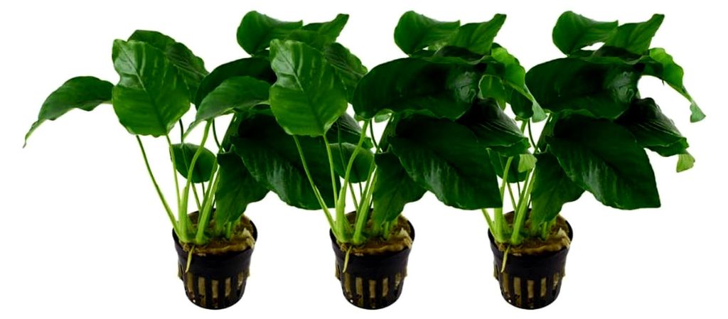 Aquarium Pflanze 3 Stück Anubias barteri var.barteri I Wasserpflanze Wurzelstock/Rhizom voll durchwurzelt pflegeleicht Aquascaping Dekoration