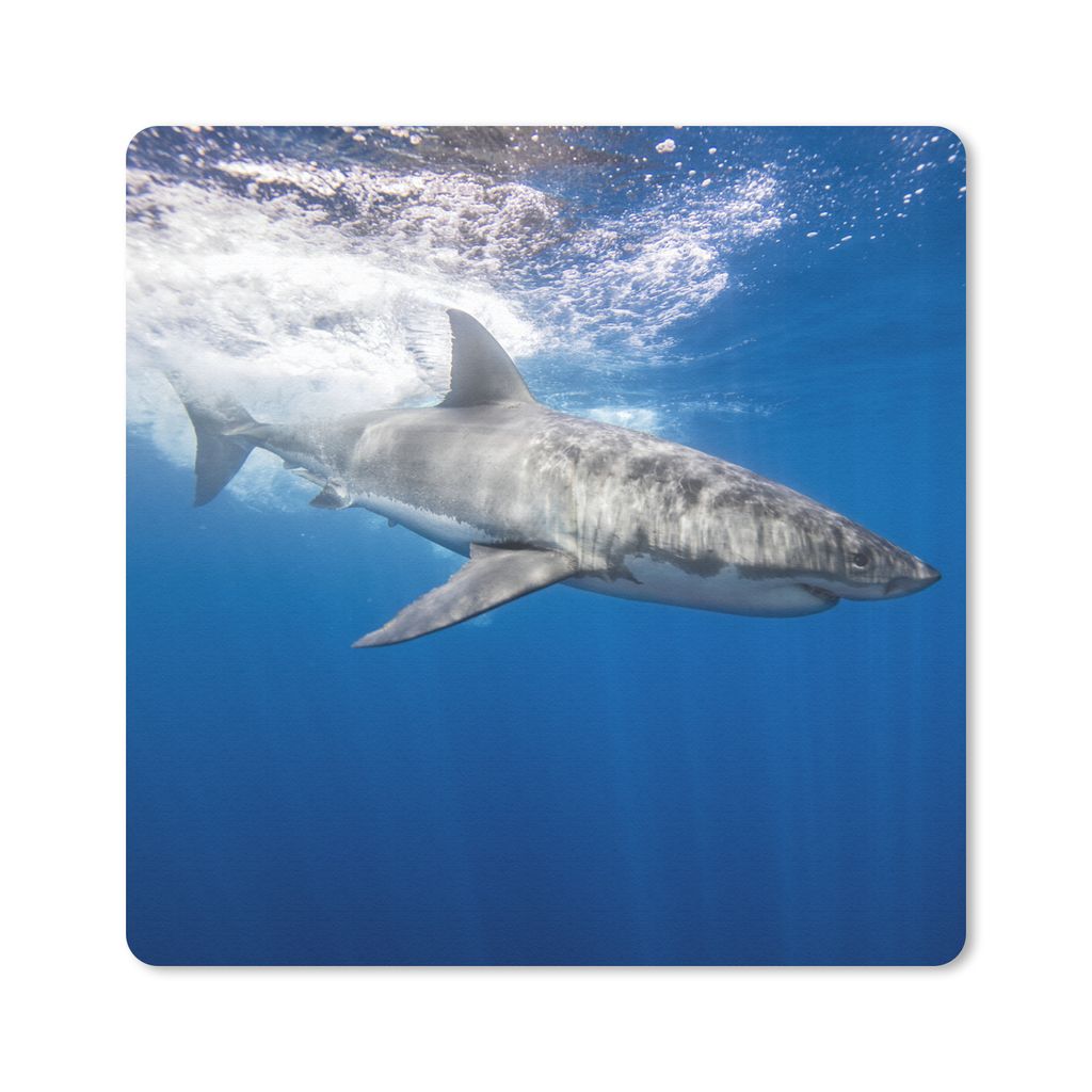 MuchoWow Mauspad Mousepad Hai - Meer - Wasser 20x20 cm - Mousepads - Maus Mat - Pad - Mausunterlage - Desk Mat - Bureauartikeln