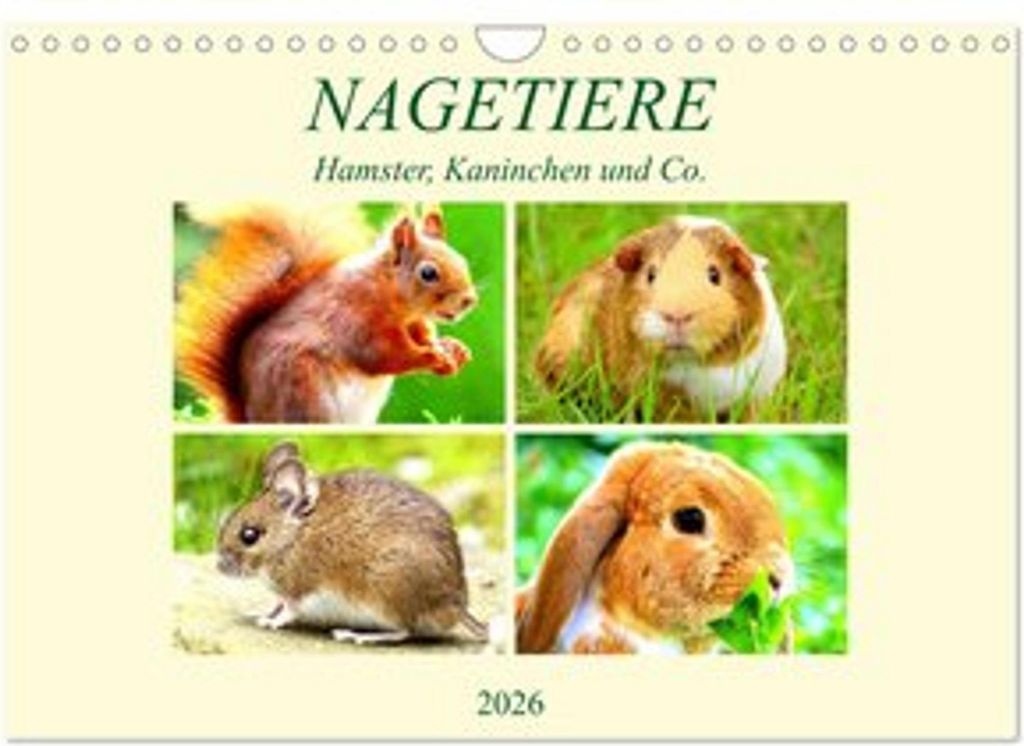 Nagetiere. Hamster, Kaninchen und Co. (Wandkalender 2026 DIN A4 quer), CALVENDO Monatskalender
