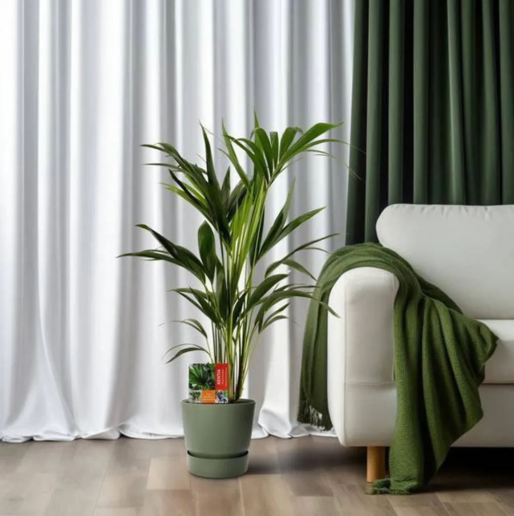 Palmier Kentia Howea forsteriana Ø 19 cm, 100 cm - Plante verte d'intérieur - 4