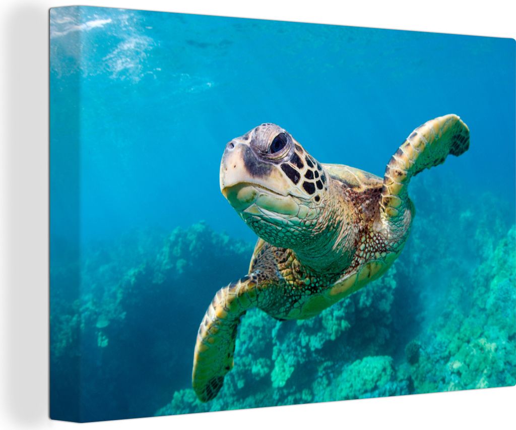 OneMillionCanvasses - Leinwandbilder - 140x90 cm, Eine Schildkröte schwimmt durch das Korallenriff vor Hawaii, Wandbilder Kunstdruck Wanddekoration