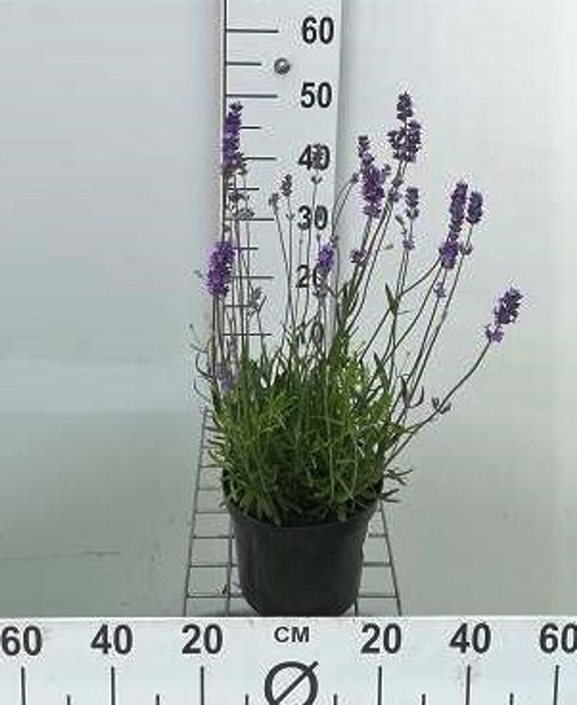 Lavandula ang. 'Munstead' - Lavendel - Container 3 liter