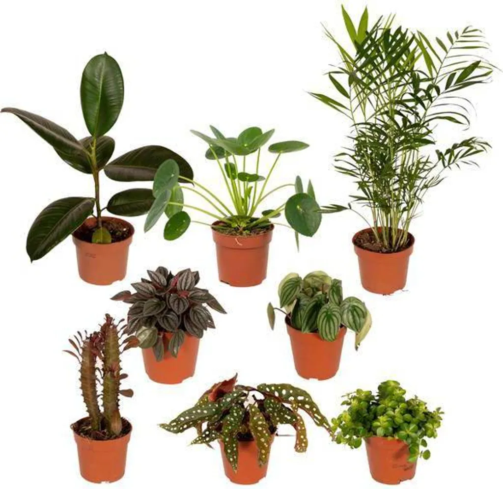 Assortiment de plantes vertes d'intérieur pour salon et bureau