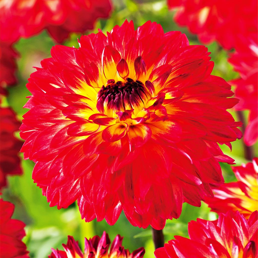 Dahlia décoratif Calima 1 pièce Dahlias plants plant gros Image du produit 