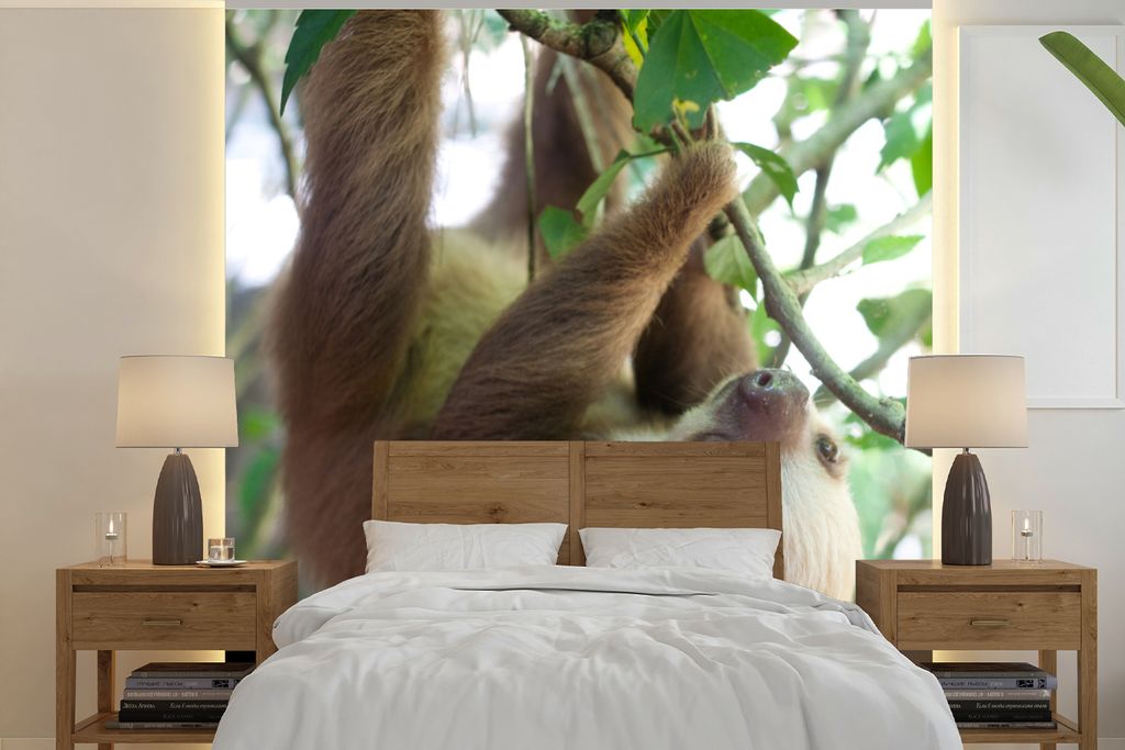 MuchoWow Fototapete für Wohnzimmer oder Schlafzimmer Wandtapete Vinyl Motivtapete Babyfaultier im Regenwald von Costa Rica - 220x220 cm - Tapeten