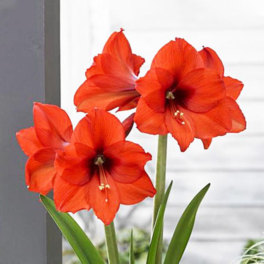 Hippeastrum Topfpflanze Garten Zierpflanze Ritterstern Prinses Margriet 1 St.