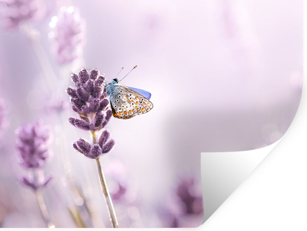 MuchoWow Wandtattoo Wandsticker Wandaufkleber Lavendel - Schmetterling - Nahaufnahme - Lila 160x120 cm Selbstklebend und Repositionierbar - Selbs...