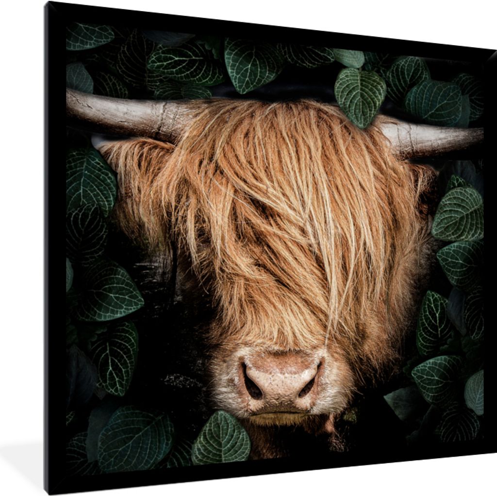 MuchoWow Gerahmtes Poster Schottischer Hochländer - Blättrig - Kuh 40x40 cm - Poster mit Schwarzem Bilderrahmen Wandposter Rahmen Foto Bilder -...
