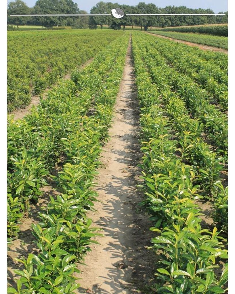 Kirschlorbeer Prunus Genolia 40-60 cm, 15x Heckenpflanze